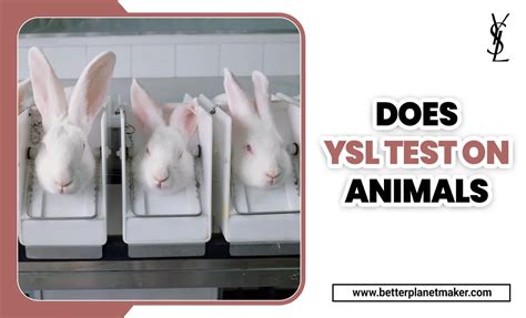 do ysl test on animals|is ysl vegan.